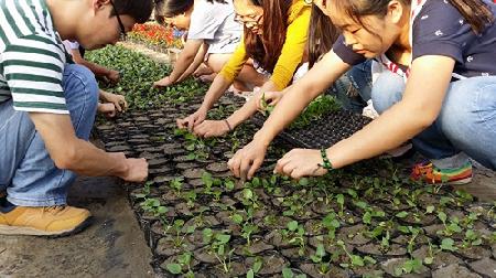 园艺中心栽培植物