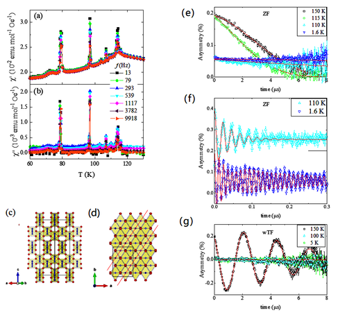 图(a,b)交流磁化率测量观察到的一系列铁磁转变; (c,d）沿不同方向所观察到的磁结构。(e）零场下的的SR测量结果,（f）观察到明显的缪子自旋进动，表明样品形成长程磁有序,（g）弱横场结果表明在转变温度以下磁有序的体积比几乎为100%。